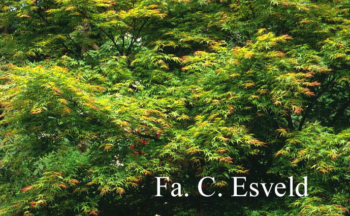 Acer palmatum 'Mure-hibari'