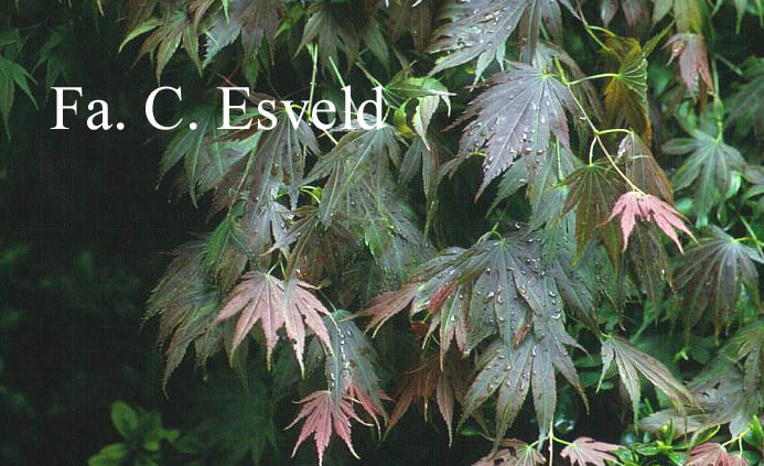 Acer palmatum 'Muro-gawa'