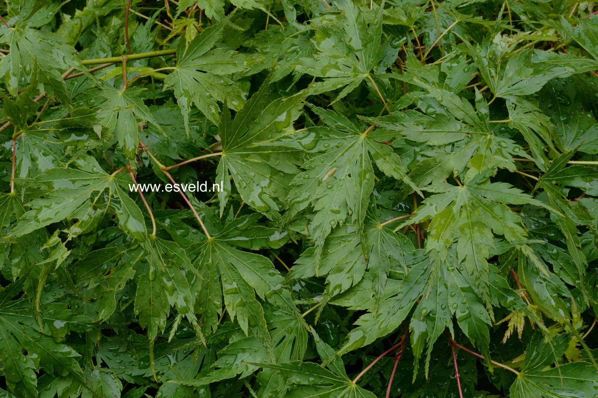 Acer palmatum 'Nagisa-hime'