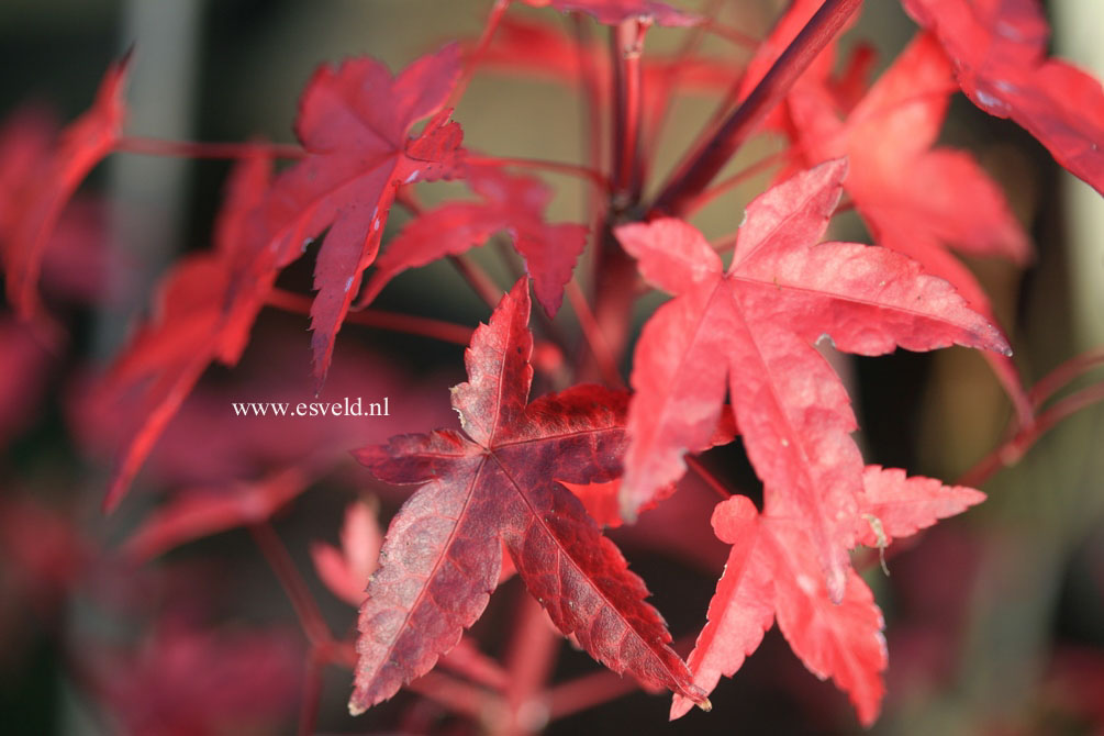 Acer palmatum 'Naniwa-beni'