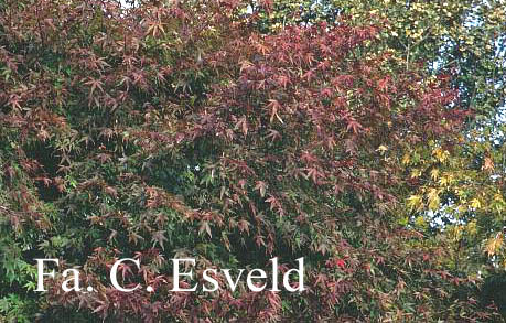 Acer palmatum 'Nishiki-gawa'