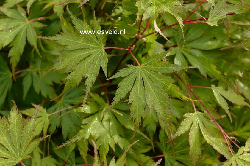 Acer palmatum 'Nogat'