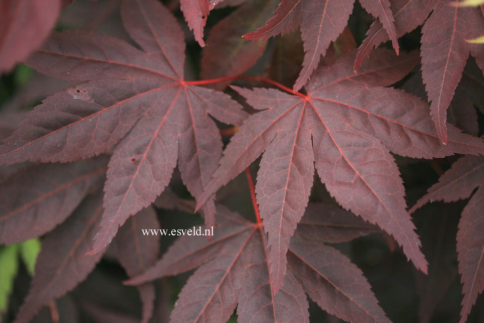 Acer palmatum 'Noto'