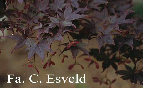 Acer palmatum 'Nure-sagi'