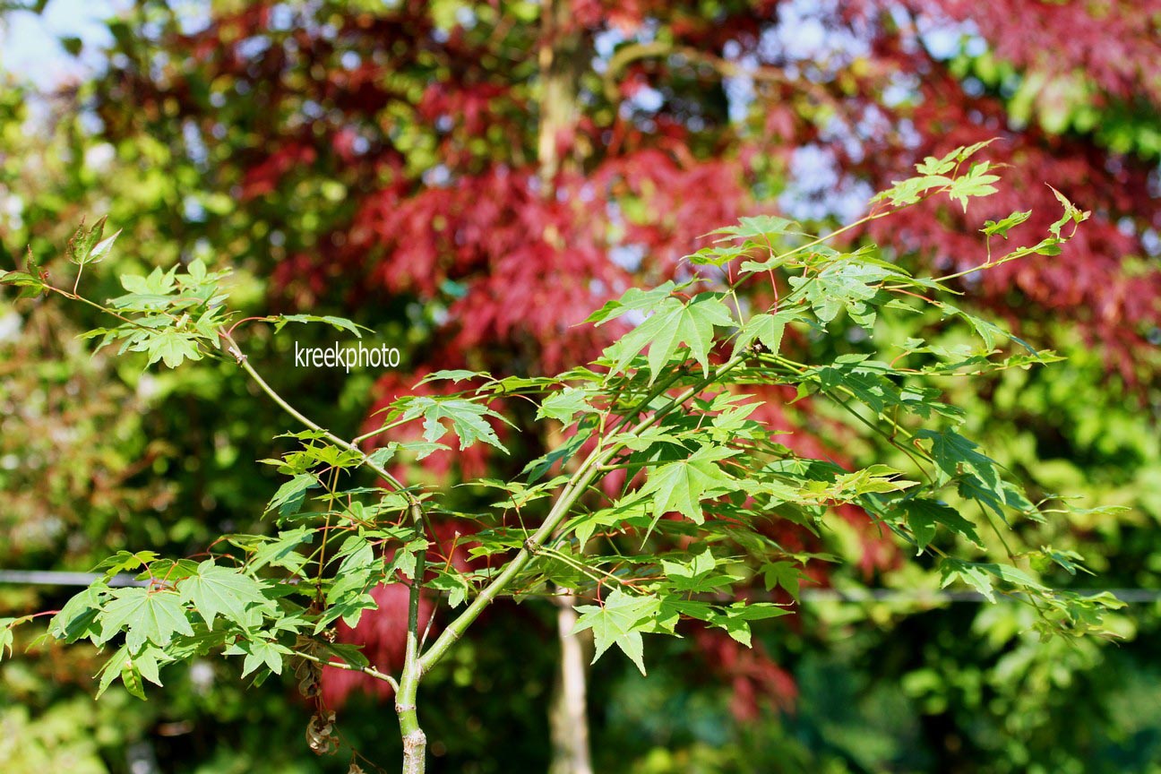 Acer palmatum 'Obata'