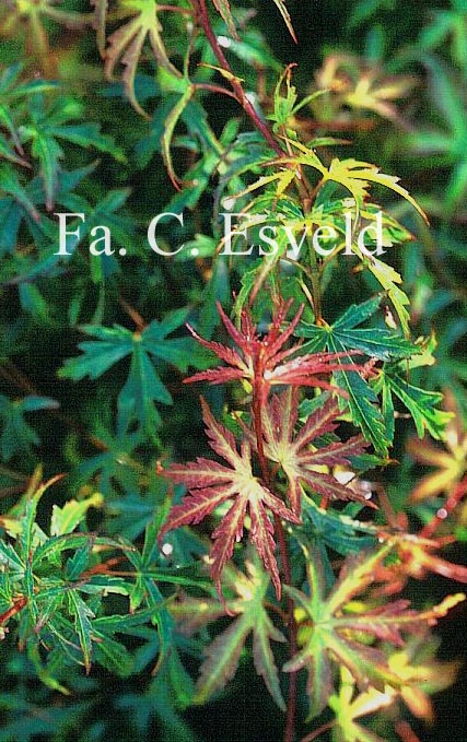 Acer palmatum 'Okina'