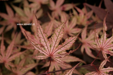 Acer palmatum 'Olsen Frosted Strawberry'