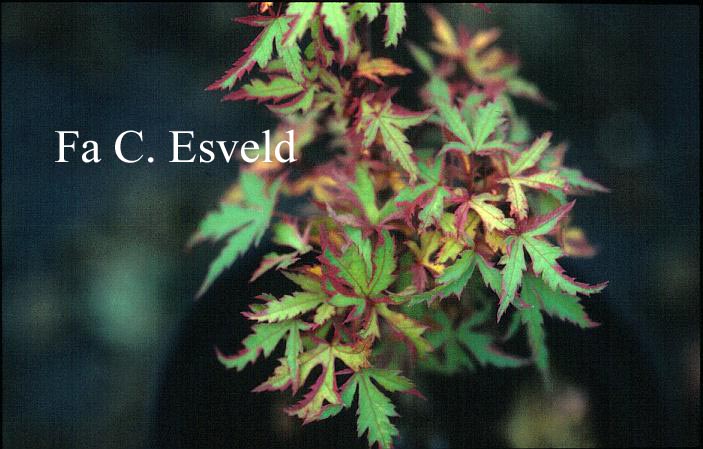 Acer palmatum 'Ori-zuru'
