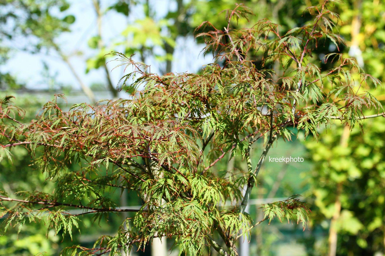Acer palmatum 'Oriental Lace'