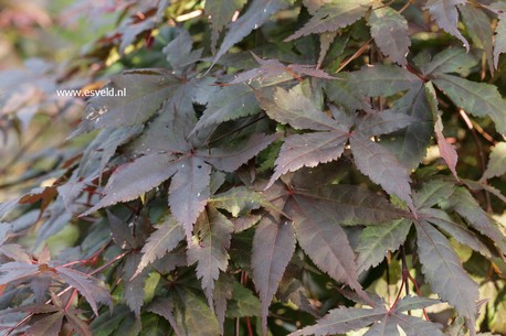Acer palmatum 'Oriental Mystery'