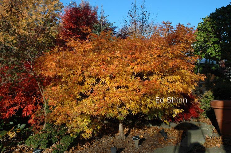 Acer palmatum 'Orion'