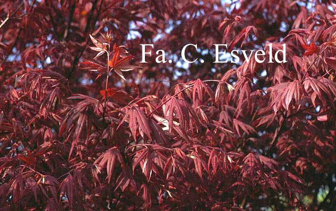 Acer palmatum 'Oshio-beni'