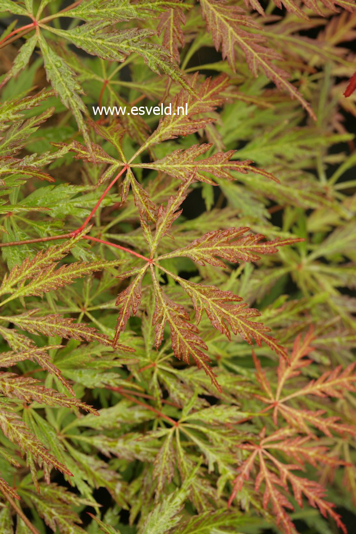 Acer palmatum 'Peggy'