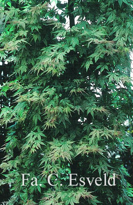 Acer palmatum 'Peve Multicolor'