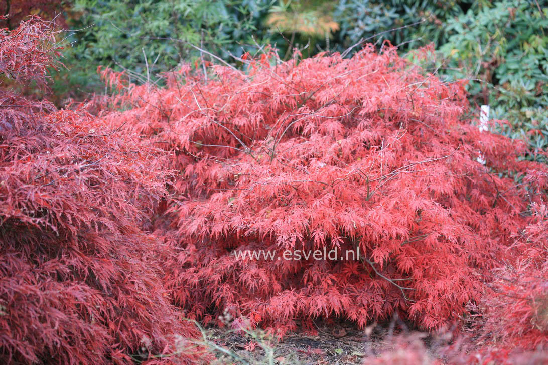 Acer palmatum 'Red Flame'