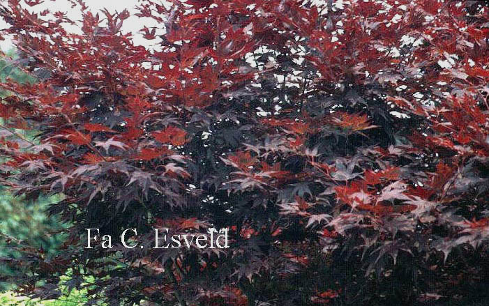 Acer palmatum 'Red Flash'