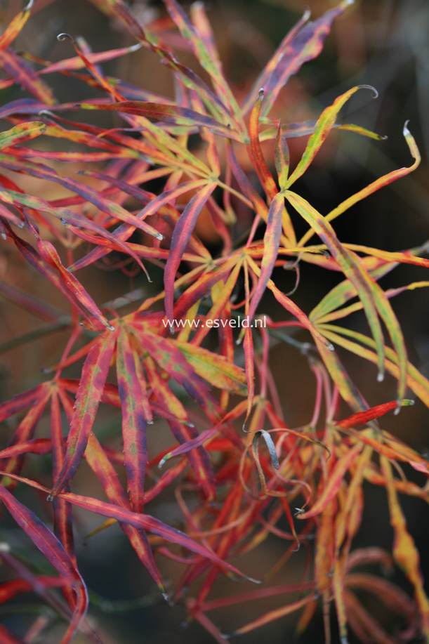 Acer palmatum 'Red Pygmy Seedling'
