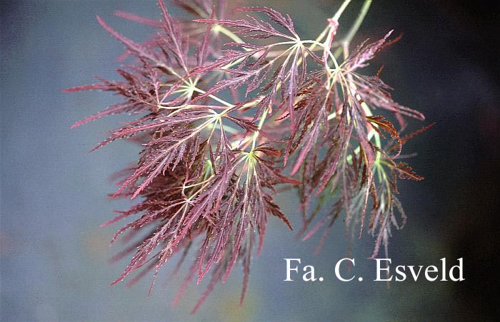 Acer palmatum 'Red Strata A'