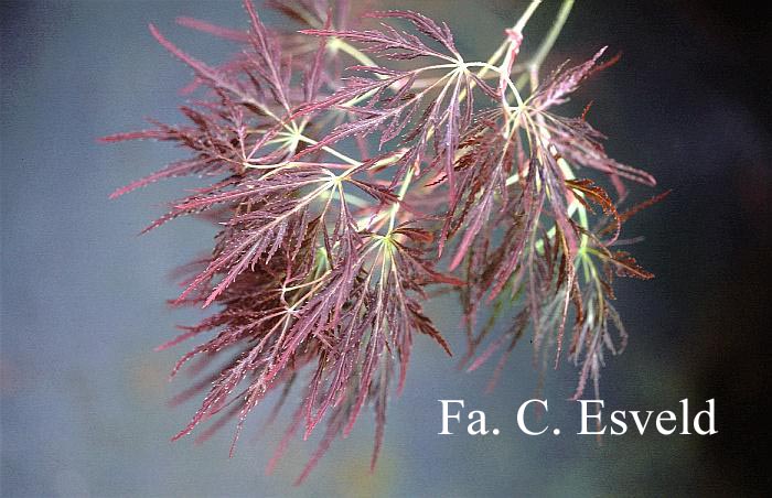 Acer palmatum 'Red Strata A'