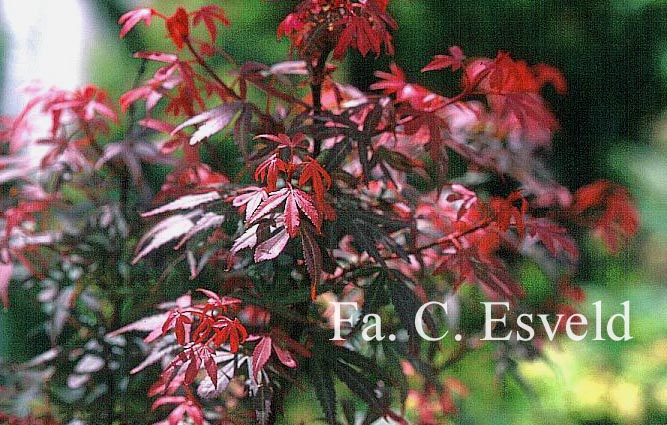 Acer palmatum 'Royle'