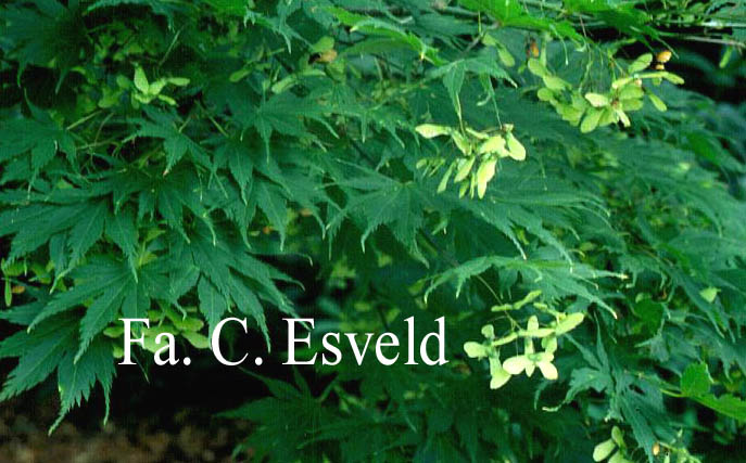 Acer palmatum 'Rufescens'