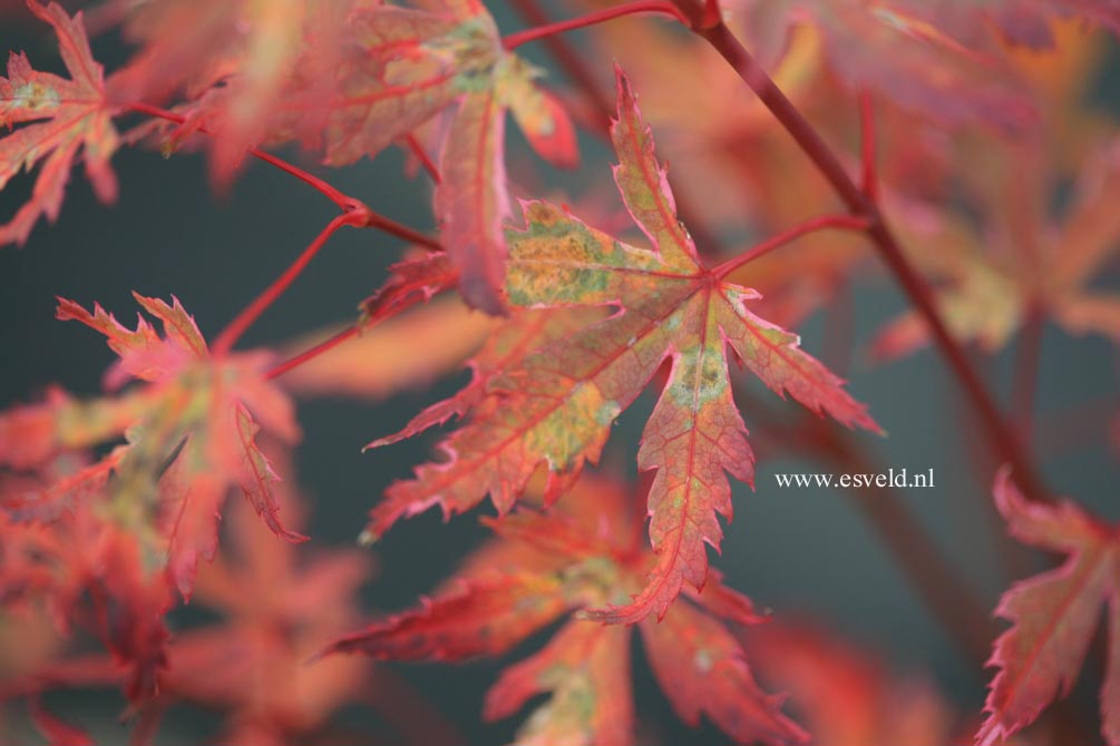 Acer palmatum 'Searle's Variegated'