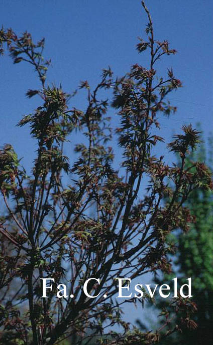 Acer palmatum 'Sekka-yatsubusa'