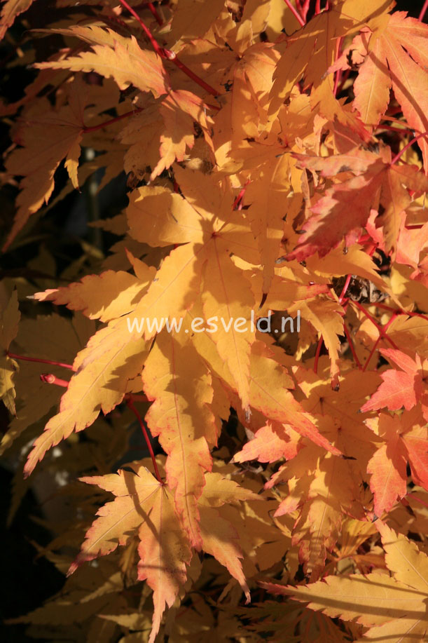 Acer palmatum 'Senski'