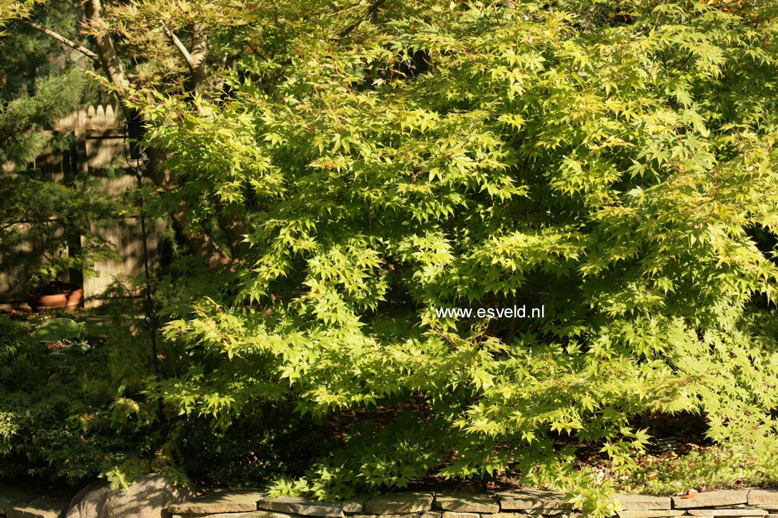 Acer palmatum 'Shadow's Selection'