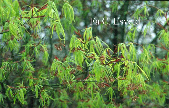 Acer palmatum 'Shinobu gaoka'