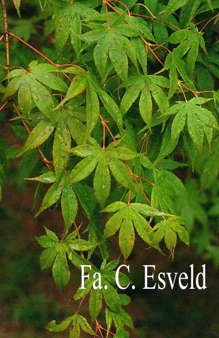 Acer palmatum 'Shishighosan'