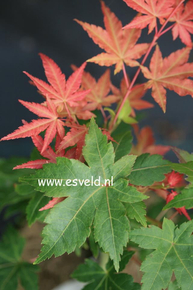 Acer palmatum 'Shohrei-ki-ji'