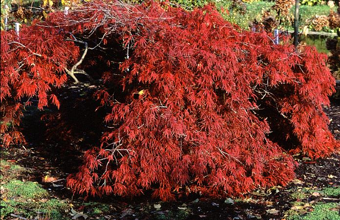 Acer palmatum 'Shojo-shidare'