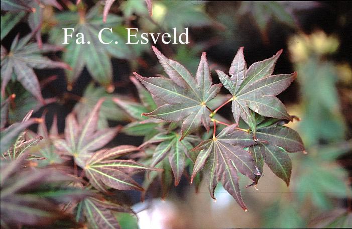 Acer palmatum 'Sport'