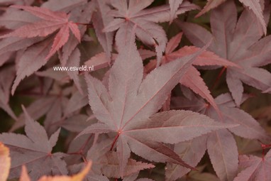Acer palmatum 'Stanley Park'