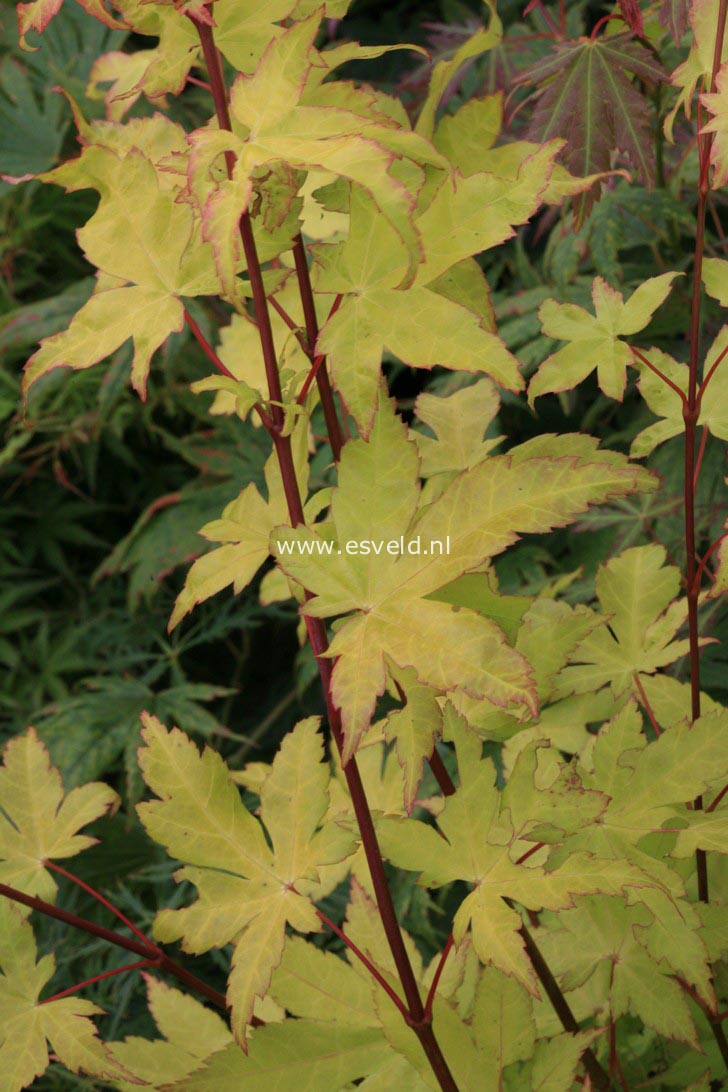 Acer palmatum 'Summer Gold'