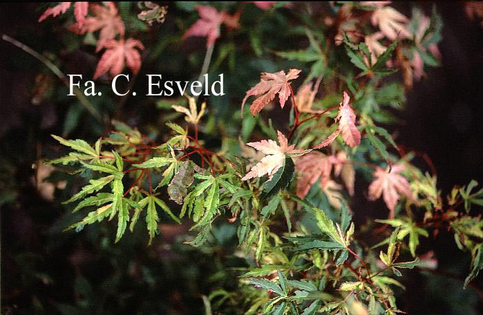 Acer palmatum 'Taiyoh-nishiki'