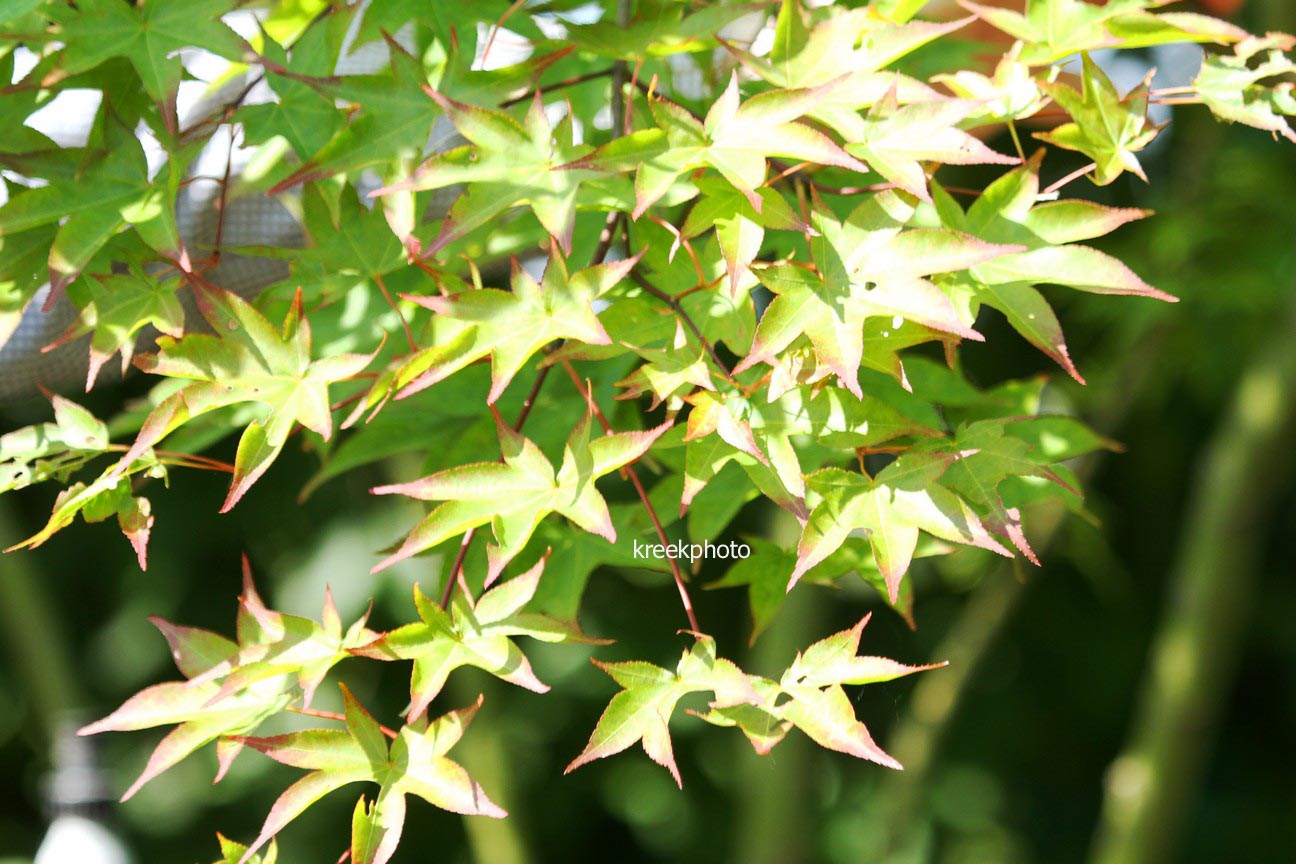 Acer palmatum 'Tanabata'