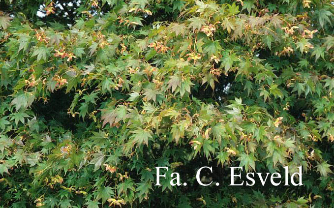 Acer palmatum 'Tatsuta'