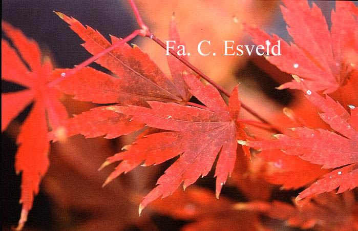 Acer palmatum 'Tedori gawa'