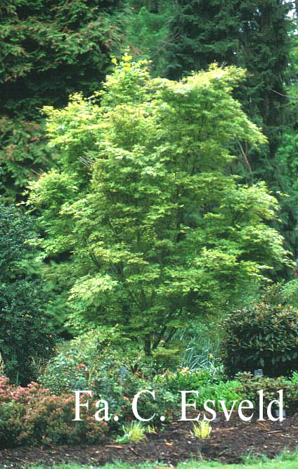 Acer palmatum 'Tennyo no hoshi'