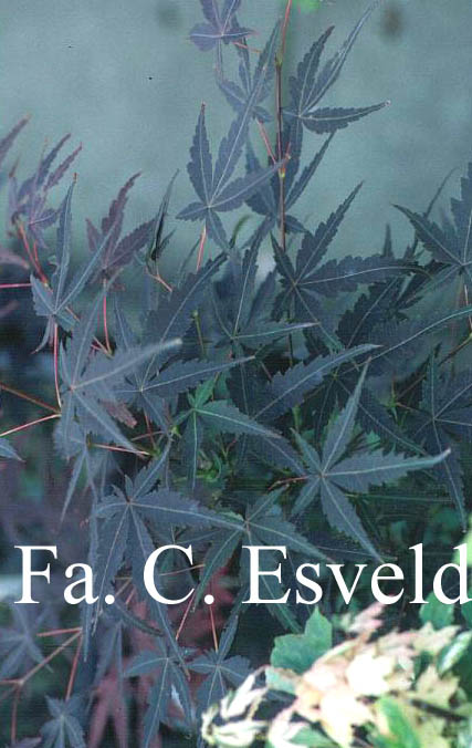 Acer palmatum 'Teri ha'