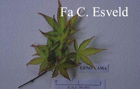 Acer palmatum 'Ueno-yama'