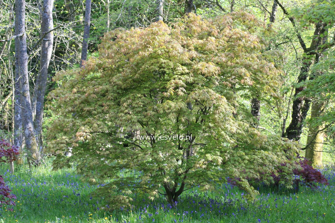 Acer palmatum 'Umegae'