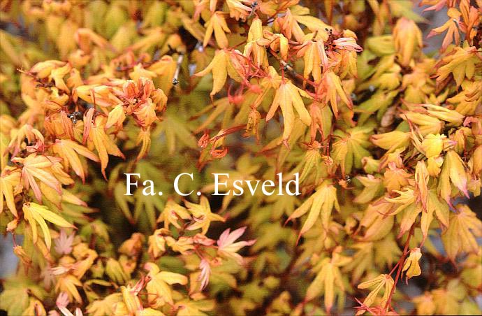 Acer palmatum 'Usu-midori'