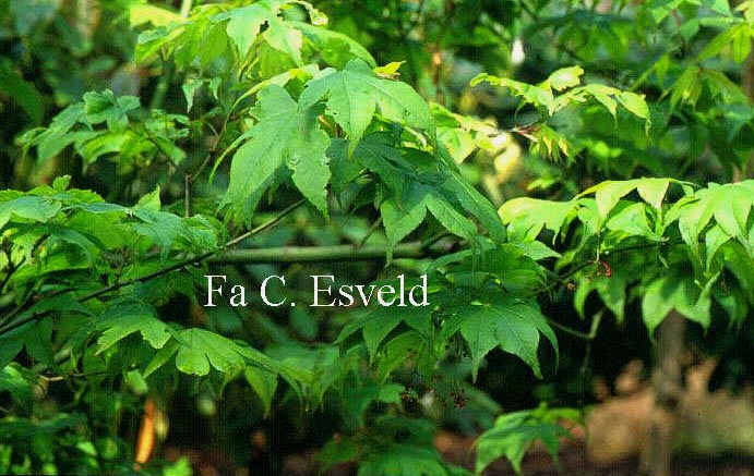 Acer palmatum 'Utsu-semi'