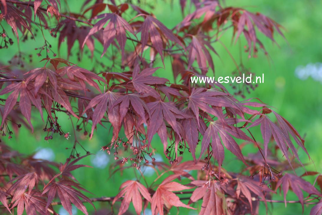 Acer palmatum 'Vandermoss Red'