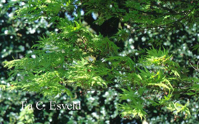 Acer palmatum 'Volubile'