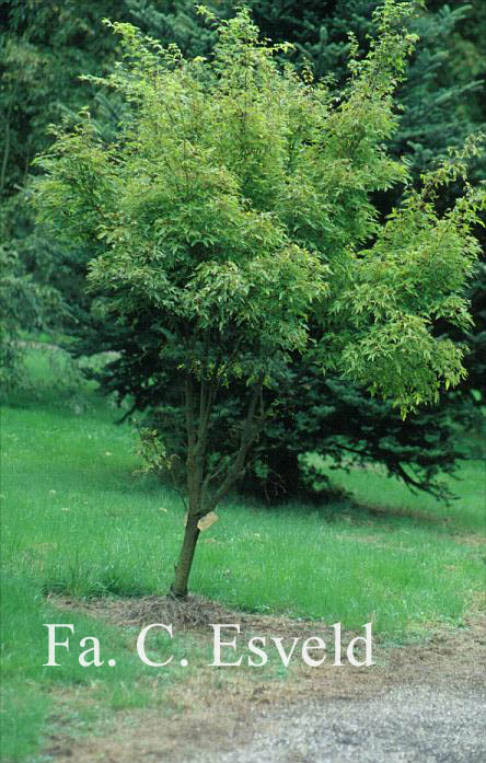 Acer palmatum 'Wabito'