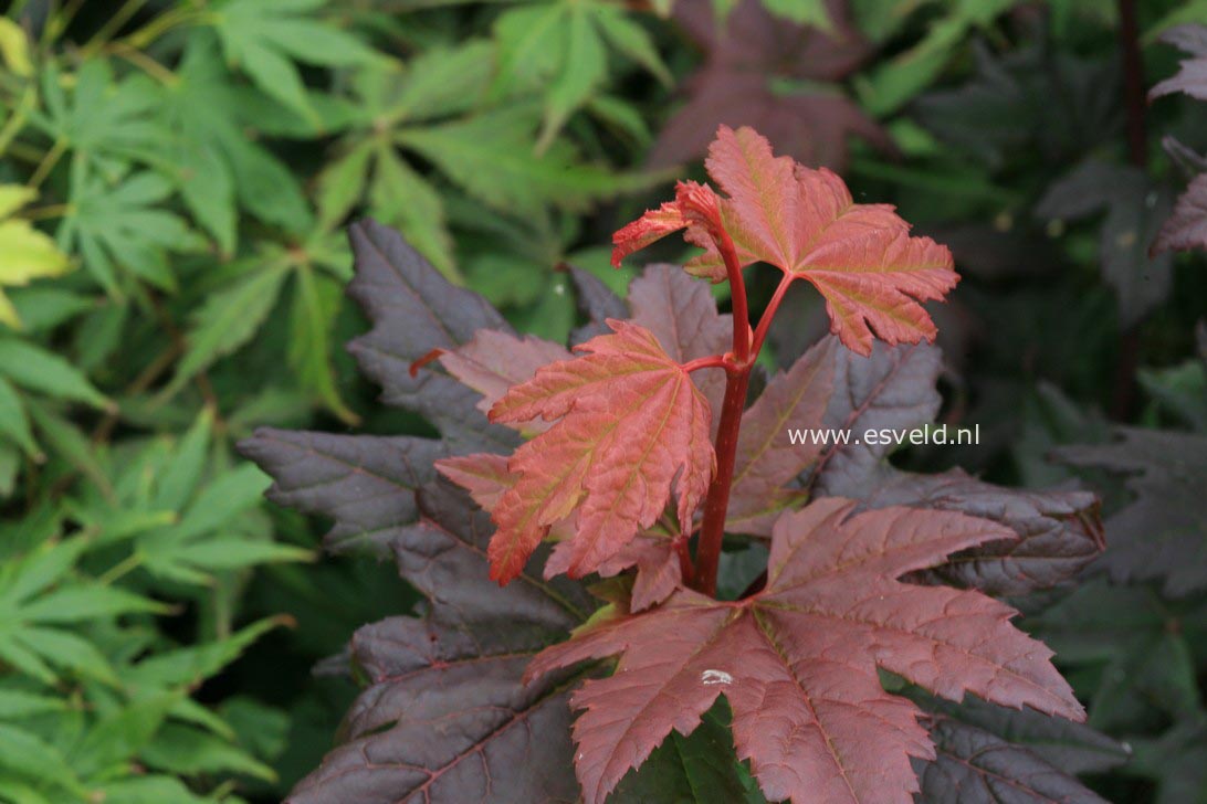 Acer palmatum 'Wetumpka Red'